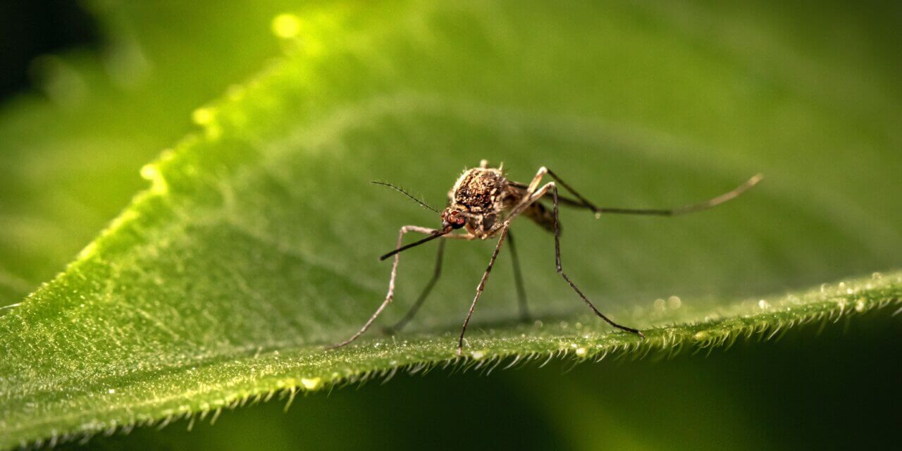 Agir contre les moustiques